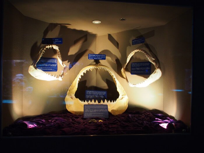 サメの歯の展示