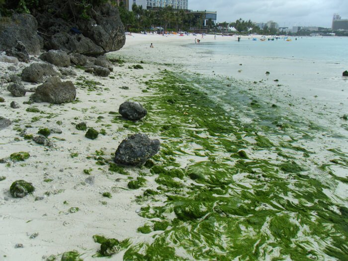 タモン湾の藻